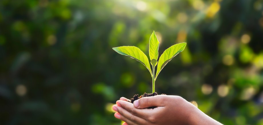 hand children holding young plant with sunlight on green nature hand children holding young plant with sunlight on green nature