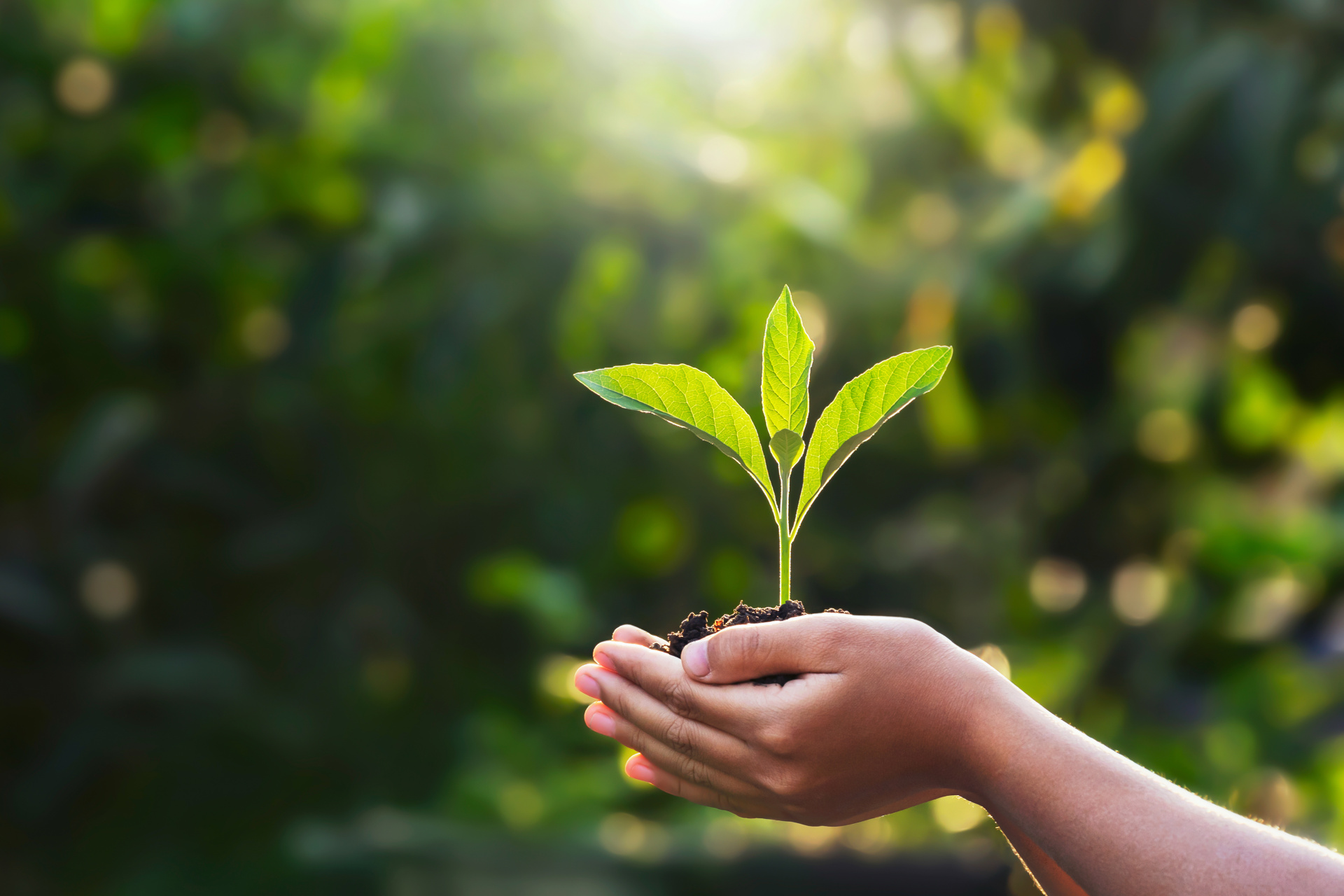 hand children holding young plant with sunlight on green nature