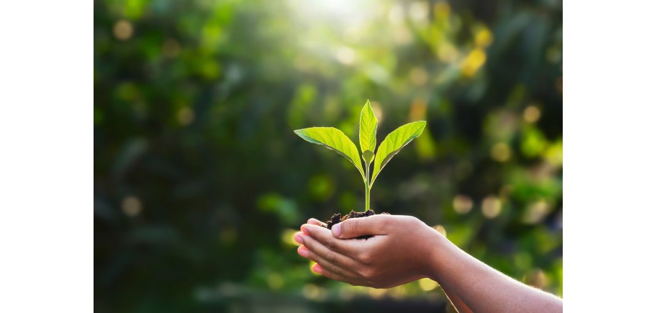 hand children holding young plant with sunlight on green nature hand children holding young plant with sunlight on green nature